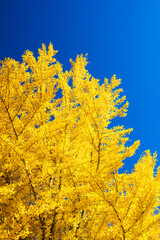 yellow Ginkgo tree against blue sky	