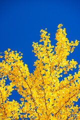 yellow autumn leaves against blue sky