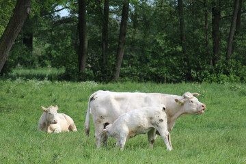 Kalb trinkt bei Mutterkuh, Weide