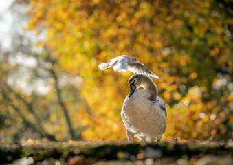 Swan Preening under Warm Autumn Light
