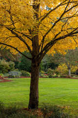 Fototapeta premium Golden leaves and green grass in Ebright Park