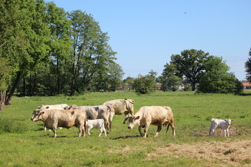 Obraz premium Mutterkuhherde auf der Weide mit Kälber