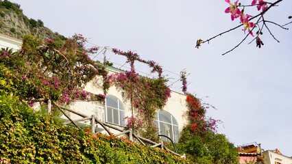 Bougainvillea covered building on the slopes of Positano on the Amalfi Coast