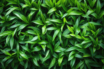 Close-up View of Lush Green Grass Blades in Nature
