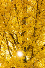 yellow Ginkgo tree and sunlight