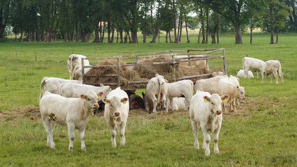 Rinderherde, Kühe und Kälber auf der Weide