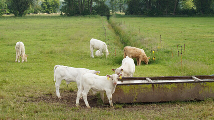 Kälber an der Tränke, Weidehaltung © Alexander