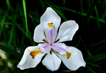 Dietes is a genus of six rhizomatous plant species of the iris family Iridaceae.