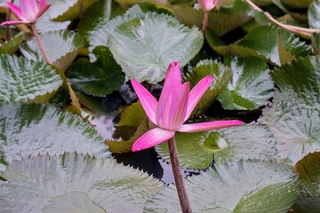 Beautiful pink water lily flower blooming in a pond with green leaves