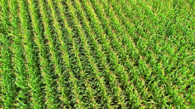Drone top view of corn rows in farmland forming geometric agricultural pattern in rural countryside.