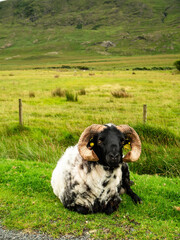 Cool wool sheep chilling on a side or a small country road in Connemara. Beautiful scenery in the background Famous tourist scene. Barn animal have color ID spots on their back. Agriculture and travel