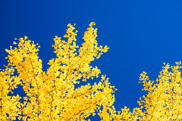 yellow autumn leaves against blue sky