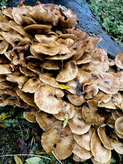 A cluster of glossy brown mushrooms growing on a grassy slope surrounded by autumn leaves. The scene feels damp and earthy after rain, with a small wooden hut and trees in the background. 