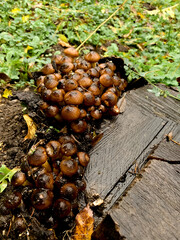 A cluster of glossy brown mushrooms growing on a grassy slope surrounded by autumn leaves. The scene feels damp and earthy after rain, with a small wooden hut and trees in the background. 
