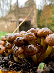 A cluster of glossy brown mushrooms growing on a grassy slope surrounded by autumn leaves. The scene feels damp and earthy after rain, with a small wooden hut and trees in the background. 