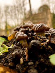 A cluster of glossy brown mushrooms growing on a grassy slope surrounded by autumn leaves. The scene feels damp and earthy after rain, with a small wooden hut and trees in the background. 