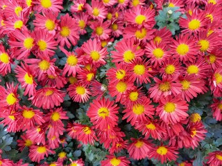 colorful flowers background