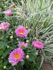 pink flowers in the garden