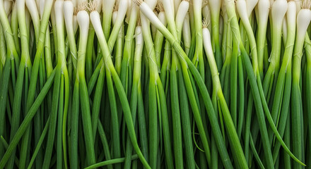 Fototapeta premium Fresh green onions and scallions creating texture background