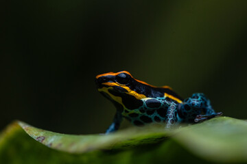 Macro photograph of Ranitomeya amazonica, a colorful poison dart frog from the Peruvian Amazon in Iquitos, a valuable resource of the rainy forests of Peru in Loreto