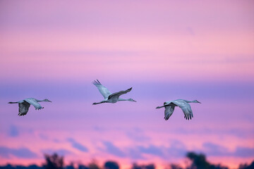 Three sandhill cranes flying at sunrise