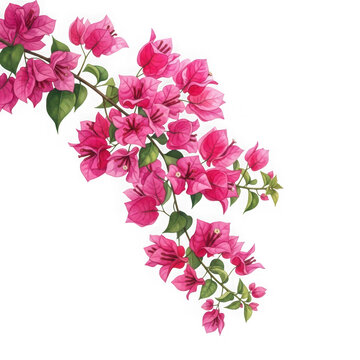 Vibrant pink bougainvillea flowers isolated on transparent background