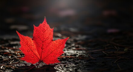raindrops on red maple leaf on wet ground in autumn forest highlighting nature beauty