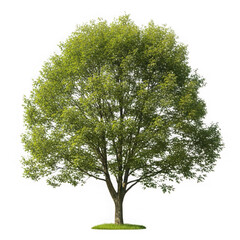 Lush green deciduous tree isolated on transparent background