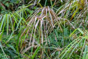 Cyperus alternifolius, the umbrella papyrus, umbrella sedge or umbrella palm, is a grass-like plant in the large genus Cyperus of the sedge family Cyperaceae. Moanalua Valley Trail , Honolulu, Oahu