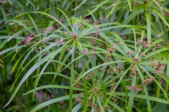 Cyperus alternifolius, the umbrella papyrus, umbrella sedge or umbrella palm, is a grass-like plant in the large genus Cyperus of the sedge family Cyperaceae. Moanalua Valley Trail , Honolulu, Oahu