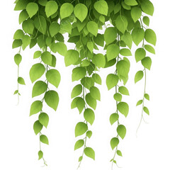 Cascading green leaves isolated on transparent background