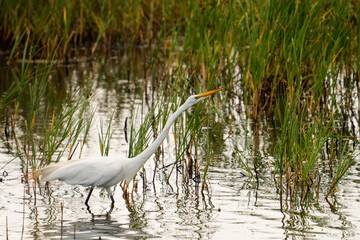 an great white egret with outstretched neck  wades through the tidal shallows sin search on small fish 