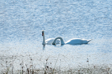 two tundra swan swimming together on a pond surface at the southern home at the boundary of their range in the early winter season