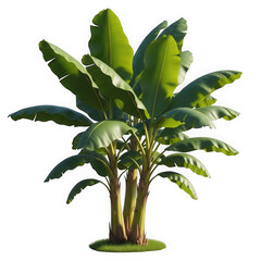Lush green banana plant with large leaves isolated on transparent background