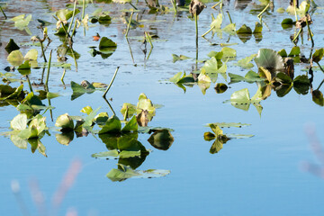 Lily pads and other aquatic plants floating not he still pond surface