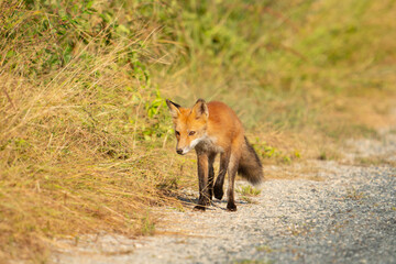 Young red fox kit looking malnourished and traveling along a roadside looking desparetely for food in order to survive
