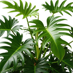 Large green tropical philodendron leaves isolated on transparent background