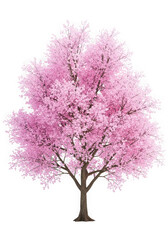 Beautiful pink cherry blossom tree isolated on transparent background