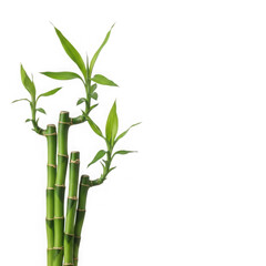 Green bamboo stalks with fresh leaves isolated on transparent background