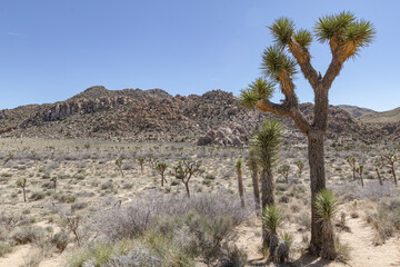 desert landscape with shrubs and Joshua trees growing on a dusty and sandy ground and a distant mountain ridge that is rough and rocky