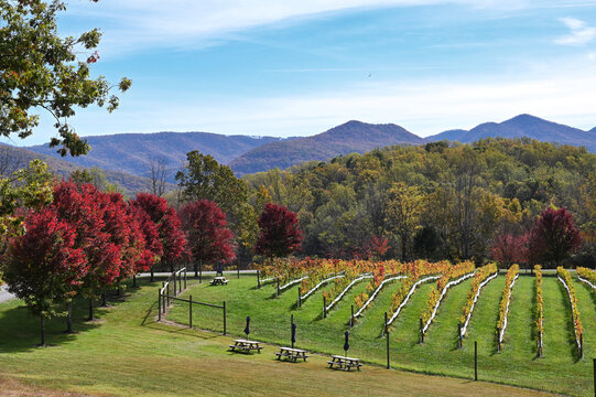 Winery vineyard in autumn with mountains and fall foliage, Virginia