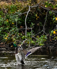 Mallard showing off his wings Minnesota