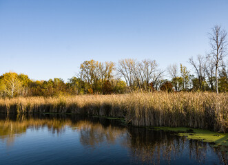 Fall colors over the marshy land