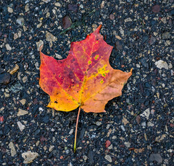 red orange maple leaf on black asphalt