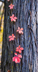  fall sumac on a tree  
