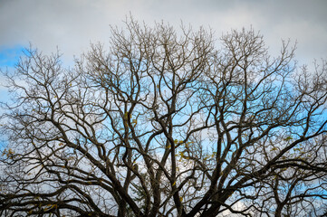 Old scraggly black walnut tree in the fall season after losing it's leaves. This tree is well over 100 years old and planted by early settler Frederick Lane in the 1800s on Lummi Island, Washington.