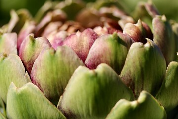 Fototapeta premium Macro photograph of a green and purple artichoke showing detailed texture and layered petals. 