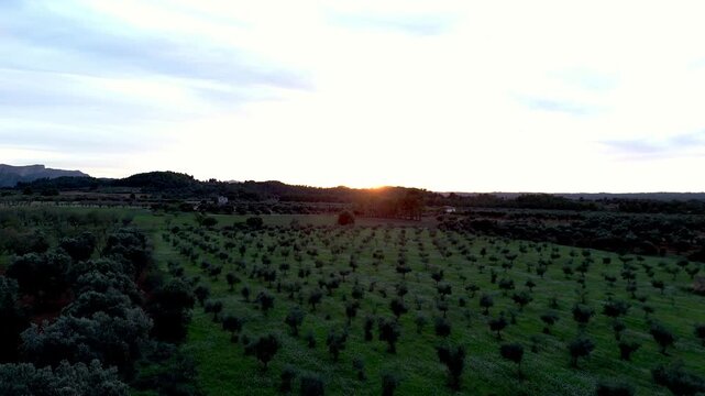 Plano a&eacute;reo captado con dron al atardecer sobre un extenso campo de vi&ntilde;edos. La luz c&aacute;lida del sol se oculta tras las colinas, iluminando las hileras de plantas con tonos dorados y verdes. 