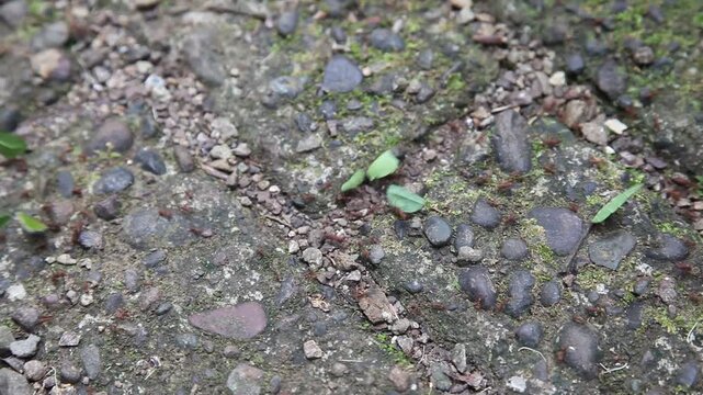 Blattschneiderameisen geh&ouml;ren zur Familie der Ameisen (Formicidae). Die mehr als 50 bekannten Arten der Blattschneiderameisen entstammen den drei Gattungen Atta, Acromyrmex und Amoimyrmex.