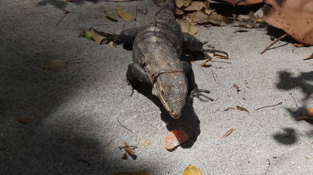 Weiblicher Schwarzleguan (Ctenosaura similis), eine Gattung mittelgro&szlig;er Echsen aus der Familie der Leguane in Costa Rica in freier Wildbahn